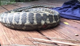 Video: Trăn nhận 'cái kết đắng' vì tham lam nuốt chửng thú có túi